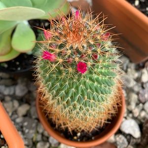 Meet your Posher, Peyton